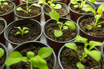 Pitunia seedlings in plastic flower pots