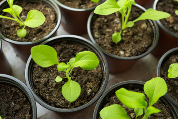 Pitunia seedlings in plastic flower pots