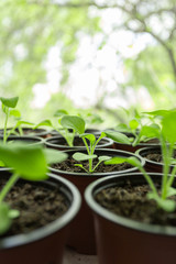 Pitunia seedlings in plastic flower pots