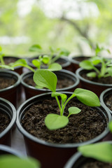 Pitunia seedlings in plastic flower pots