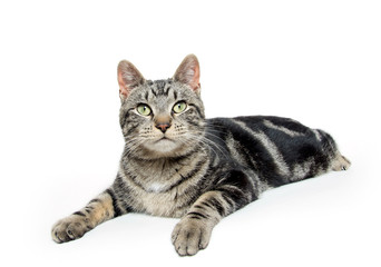 Obraz premium Cute tabby kitten