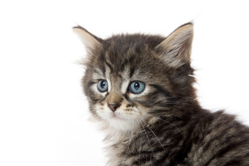 Cute tabby kitten face on white