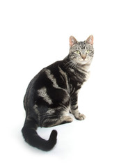 Obraz premium Cute tabby on white