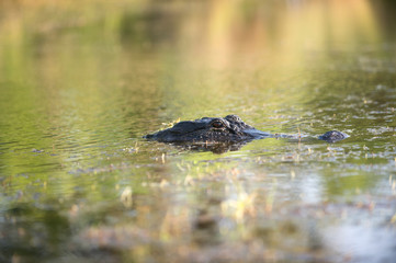 Large alligator