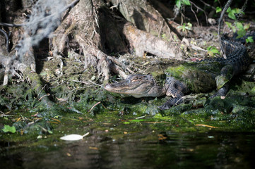 Alligator in Florida swamp