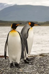 Papier Peint photo Lavable Pingouin King penguin couple