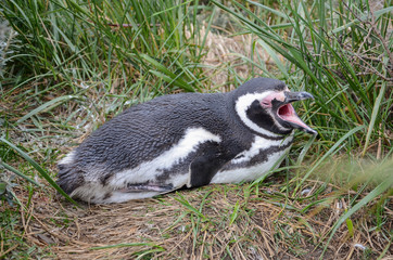 Yawning penguin