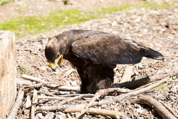 Harris's Hawk, Parabuteo unicinctus, often behave falconers