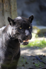 Naklejka na ściany i meble portrait, Jaguar Panthera onca, black form