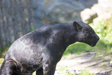 Fototapeta premium Jaguar Panthera onca, black form, during defecation
