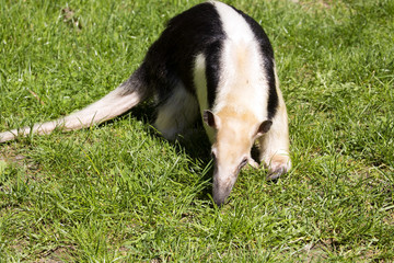 Southern Tamandua, Tamandua tetradactyla inhabits savannas and forests of South America
