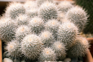 Cactus thorn