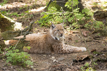 Carpathian lynx Lynx lynx carpathicus, live secretly in European forests