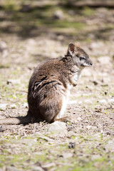 Naklejka premium Parma wallaby, Macropus parma, they are among the small Kangaroos