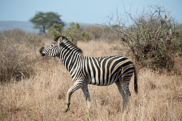 Obraz na płótnie Canvas Zebra in Kruger National Park