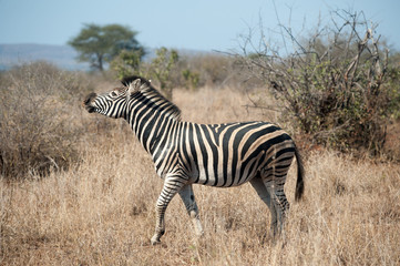 Zebra in Kruger National Park