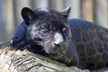 Porträt, Jaguar Panthera onca, schwarze Form