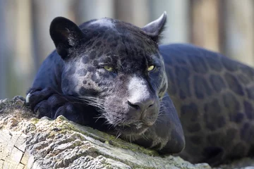 Fototapete Panther Porträt, Jaguar Panthera onca, schwarze Form