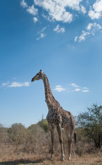 Giraffe in Kruger National Park