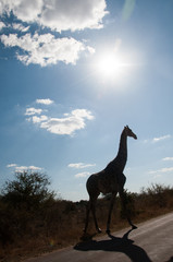 Silhouette of giraffe crossing road