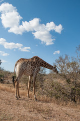 Obraz na płótnie Canvas Giraffe in Kruger National Park