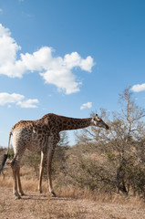 Giraffe in Kruger National Park
