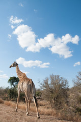 Naklejka na ściany i meble Giraffe in Kruger National Park
