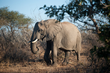 Fototapeta premium Large African elephant in Kruger