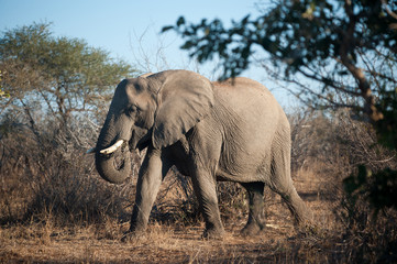 Fototapeta na wymiar Large African elephant in Kruger