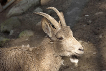 Naklejka na ściany i meble female Siberian ibex, Capra sibirica, losing winter coat