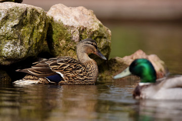 Mallard, Duck, Anas platyrhynchos
