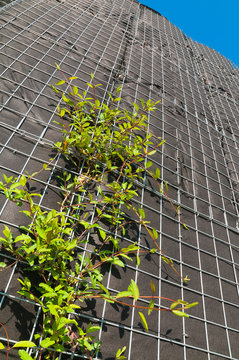 Vertikale Begr&uuml;nung, an Drahtgitterboxen emporrankende Pflanzen, Landschaftsbau, Stadtgr&uuml;n, Kletterpflanzen, Gartenvlies, schwarz