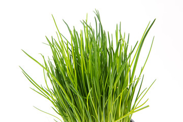 Obraz premium Schnittlauchhalme