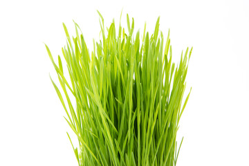 Obraz premium Weizengras