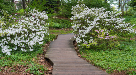 path in the garden