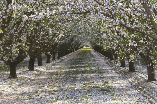 Rows of almond trees blooming petals on ground