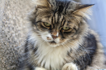 Maine Coon cat sitting infront of a house