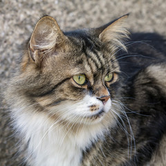 Maine Coon cat sitting infront of a house