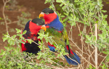 A pair of Solomon Island Eclectus Parrots ( Eclectus roratus solomonensis)