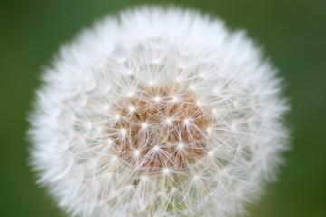 CloseUp of dandelion on green background