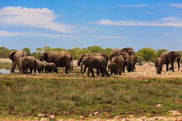 Fototapeta na wymiar Herd of elephants