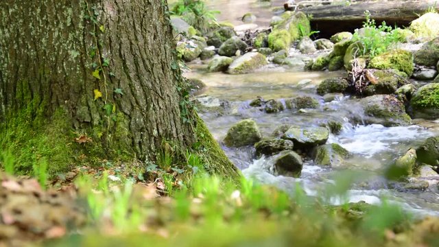Tree trunk in front of running water with audio