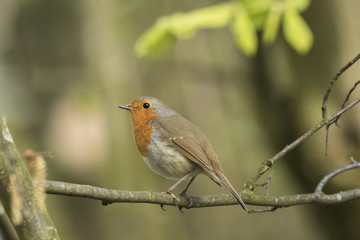 Robin redbreast bird singing