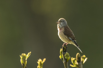 Linnet bird, Carduelis cannabina singing