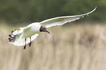 Fototapeta premium Black-headed gull, Chroicocephalus ridibundus, flying