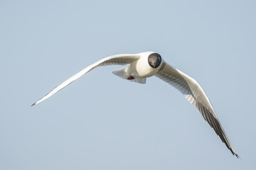 Black-headed gull, Chroicocephalus ridibundus, flying