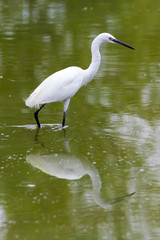 Egret
