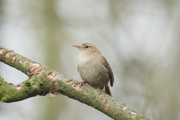 Eurasian Wren (Troglodytes troglodytes)