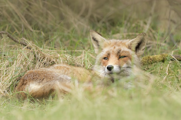 Obraz na płótnie Canvas Wild red fox