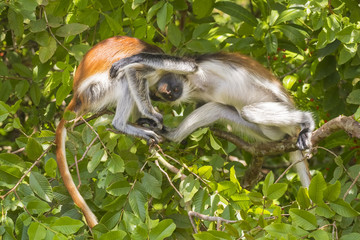Red Colobuse Monkey
